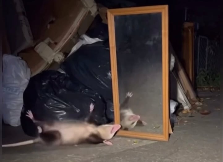 Screenshot - BrandLens AI Opossum playing dead